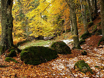 Il sentiero delle foreste sacre immagini\calendario\20190816_1.jpg